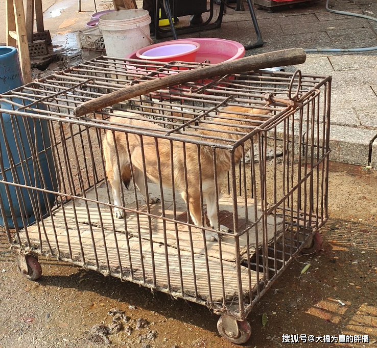 狗狗被关笼中贩卖，善良女孩数次折返，花500块买回一条“肉狗” - 2