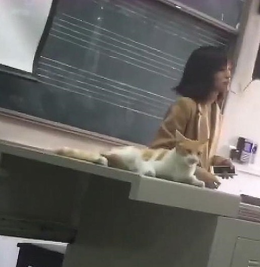 一只认真听课的橘猫，老师：谁来抱走？橘猫：本喵就躺在这了 - 4