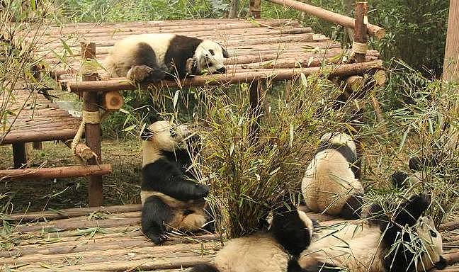 一年只发情两天，喜欢暴力交配，繁殖欲低，熊猫把自己活成了国宝 - 1