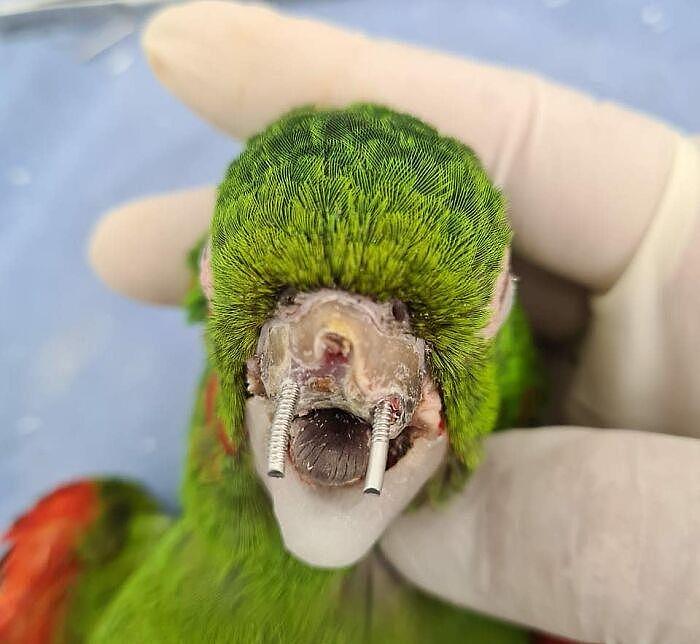 拯救鹦鹉！巴西一只鹦鹉的喙严重受损，装上人工喙后可以吃米糊 - 10