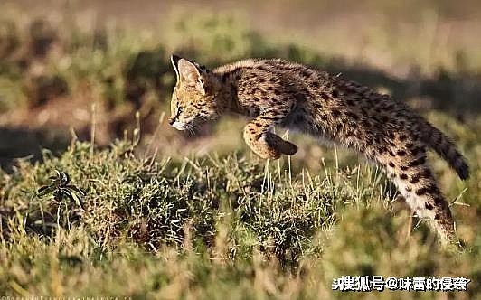 这种猫科动物被誉为小猎豹，天生4条大长腿，捕鼠能力让家猫羞愧 - 3