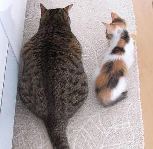 都说十个橘猫九个胖, 可谁知道这种猫比橘猫还胖 - 7