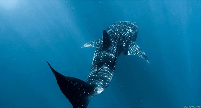 Whale-Shark-Smithsonian-Tropical-Research-Institute.jpg