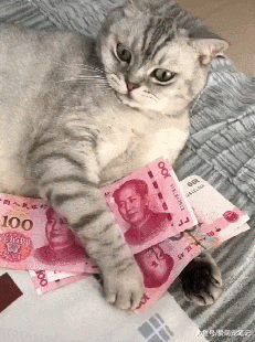 英短猫看到这么多人民币，立马化身“守财奴”，主人也拿不走分毫 - 6