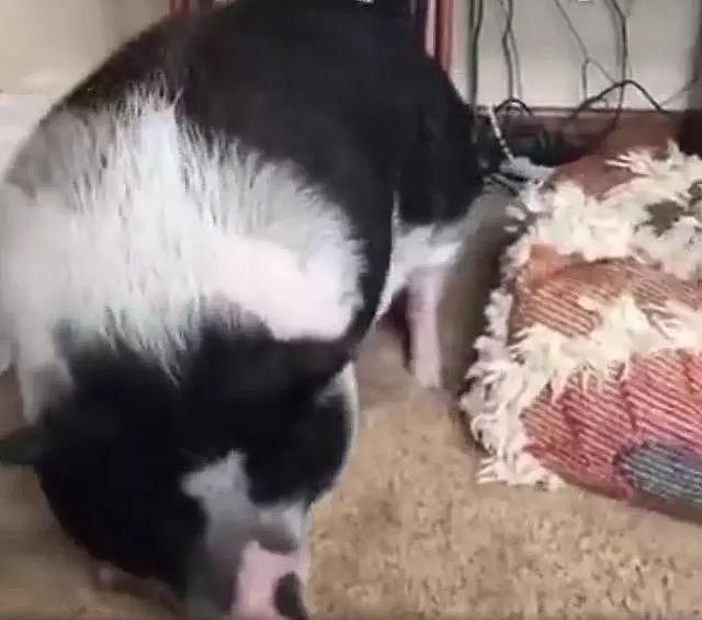 网友养了一只哈士奇和一只山猪，每次为了叫猪起床，二哈也是拼了 - 4