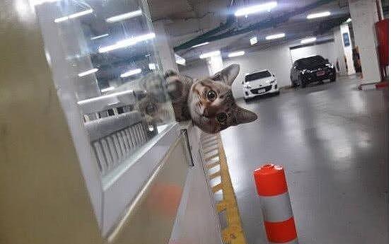 停车场上发现一只橘猫，眼神凶巴巴的，难道是停车场“扛把子”？ - 6