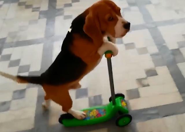 自从学会玩滑板车，比格狗狗开始耍起小脾气了 - 2