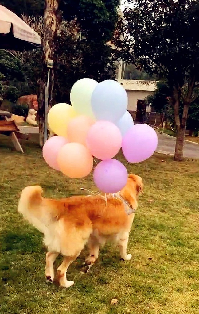 金毛给小法斗过生日，带了一堆气球，是要把小伙伴送上天吗？ - 1