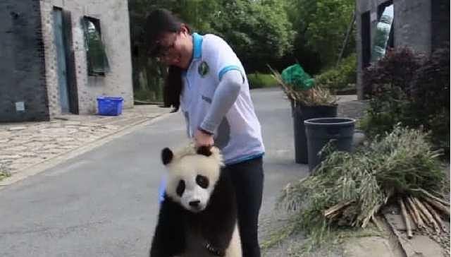 小熊猫当着饲养员偷吃，被拎起来后可可怜兮兮的表情亮了 - 3
