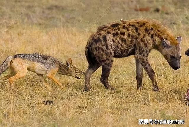 非洲草原上的肛肠科大夫，鬣狗实力强大但性情温顺，从来不伤人 - 12