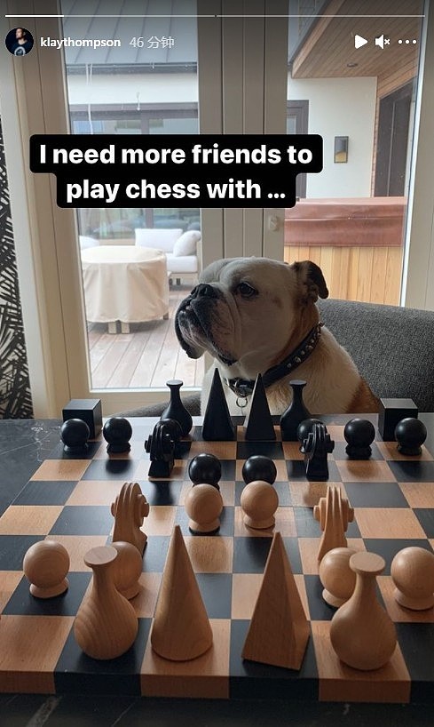 克莱晒爱犬Rocco照片：我需要更多朋友来陪我下棋 - 1