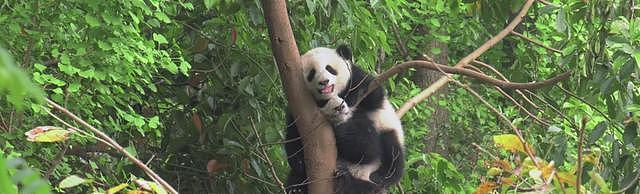 熊猫在树上睡觉，小伙伴也爬上来，下一幕游客笑翻！ - 3