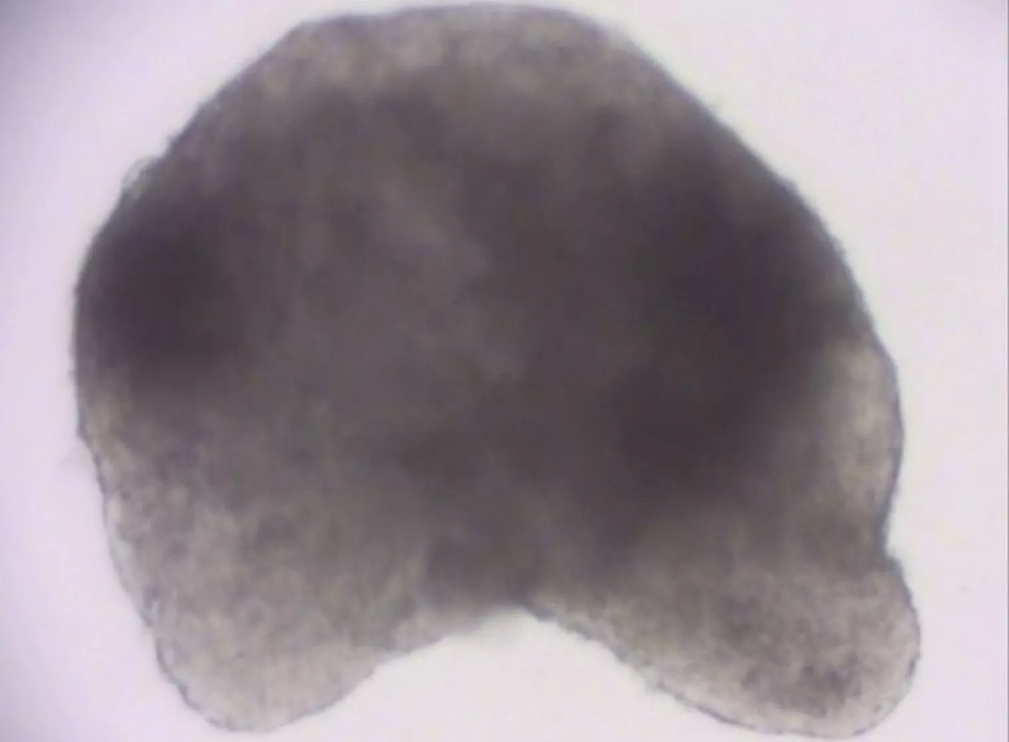 科学家使用干细胞在培养皿中培育出一个有跳动心脏的老鼠胚胎 - 1