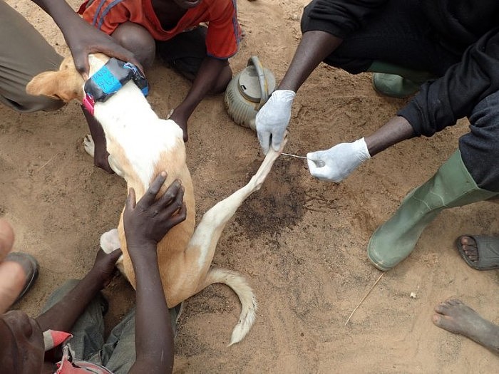 Guinea-Worm-Emerging-From-Dogs-Leg-777x583.jpg