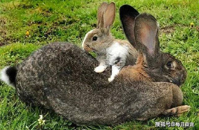 世界上最大的兔兔被偷了，主人悬赏重金想找回，贼人胆大包天！ - 4