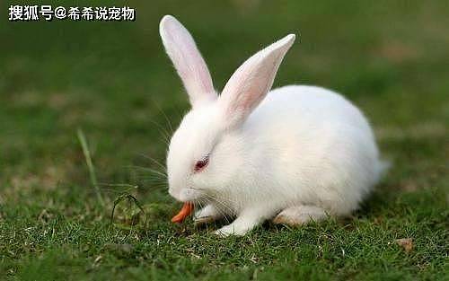 【养宠小知识】兔子眼睑发红 ，兔子眼睑发红怎么办 - 3