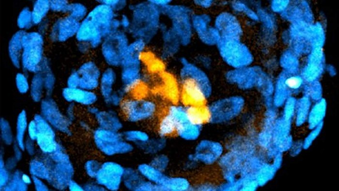 embryo-stem-cells-1280x720.jpg