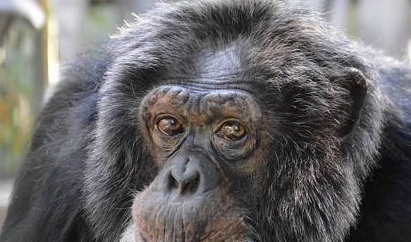 迈克尔·杰克逊的宠物猩猩泡泡健康状况良好，在动物中心安享晚年 - 5