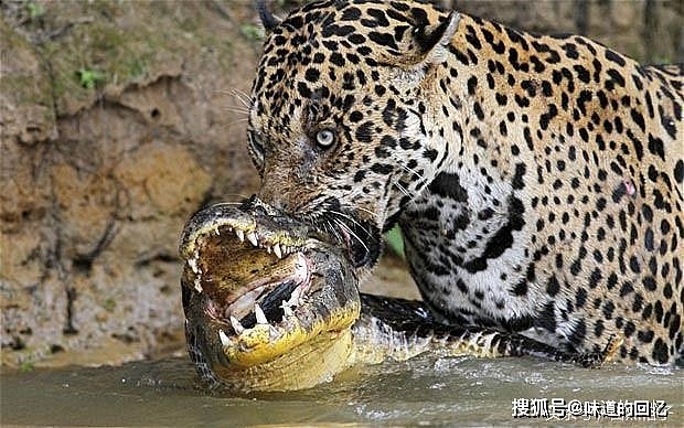 猫科动物如何捕杀鳄鱼？老虎单杀，狮子围攻，美洲豹直接咬碎头骨 - 8