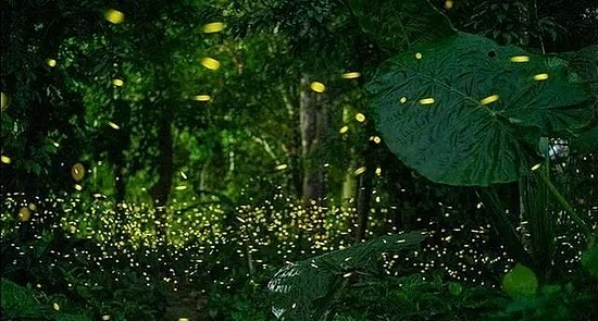▲拍摄于西双版纳热带植物园的萤火虫。（图片来源：西双版纳热带植物园）