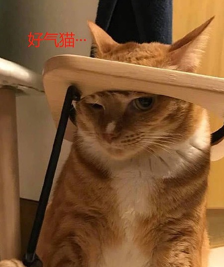 主子给大橘节食，橘猫怒摔饭碗，是时候让蓝猫出场啦 - 2