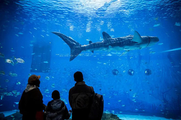 全球首条！国产仿生鲸鲨亮相上海海昌海洋公园 - 2