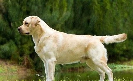 拉布拉多犬有2大系别，很多人都以为自己的狗是串串，这下放心了 - 3