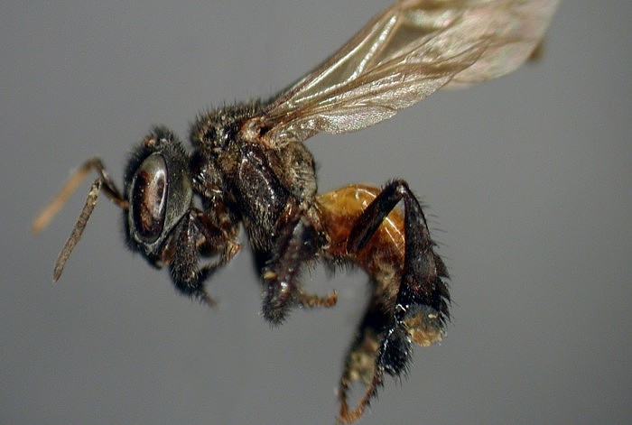 科学家发现已经进化的秃鹫蜜蜂 它们喜食腐肉 - 4