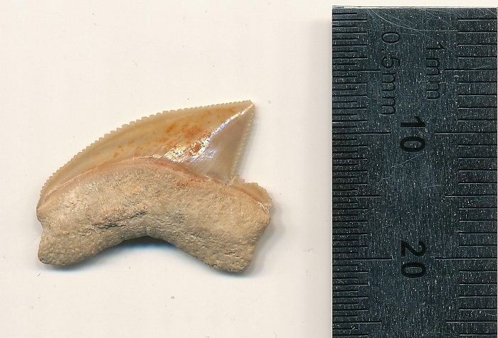 Fossilized-Squalicorax-Shark-Tooth.jpg