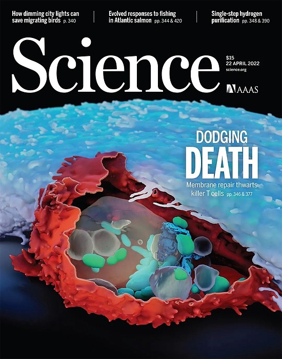《科学》封面：癌细胞高清生死实录 或促进新型免疫疗法诞生 - 1