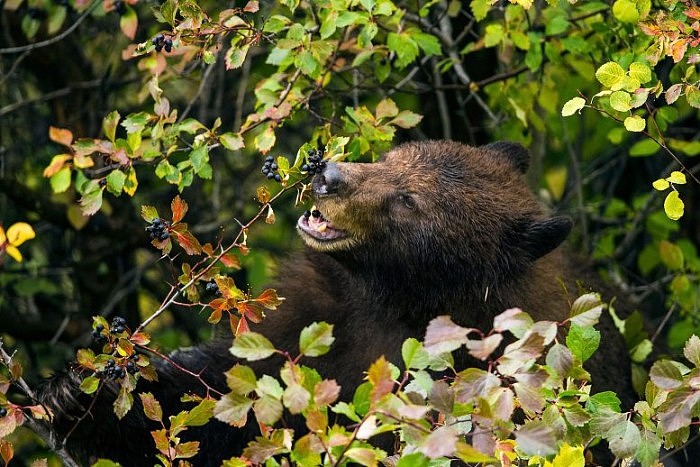 Black-Bear-Eating-Hawthorn-Berries-777x518.jpg