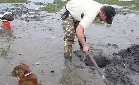 男子带狗去海边捡海鲜，听到狗狗对着个小洞狂吼，挖开一看赚到了 - 1
