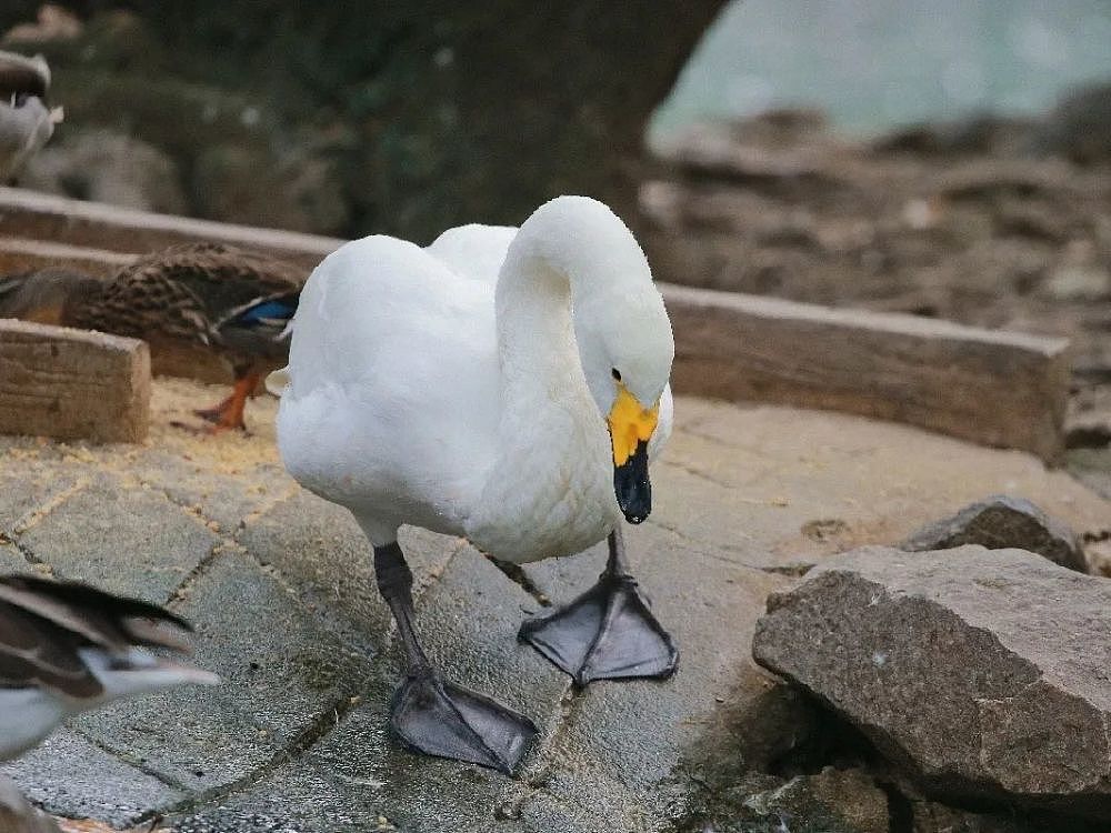 干了这碗鹅粮～上海动物园天鹅跨越种类的爱恋记 - 6