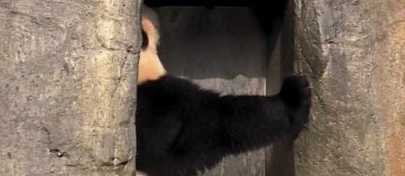 熊猫妈妈正睡午觉，一见它便逃跑，网友：这是国宝唯一的“克星” - 6