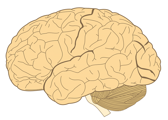 真的存在“男性大脑”和“女性大脑”之分吗？ - 1