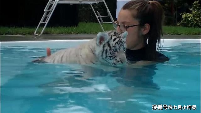 小老虎第一次游泳，女主人手把手教它，英文“爱老虎游”果然不假 - 4