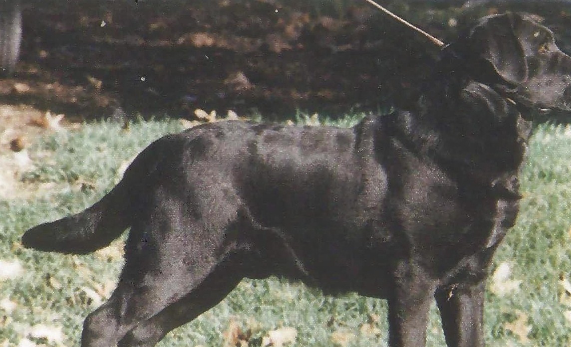 拉布拉多犬有2大系别，很多人都以为自己的狗是串串，这下放心了 - 1