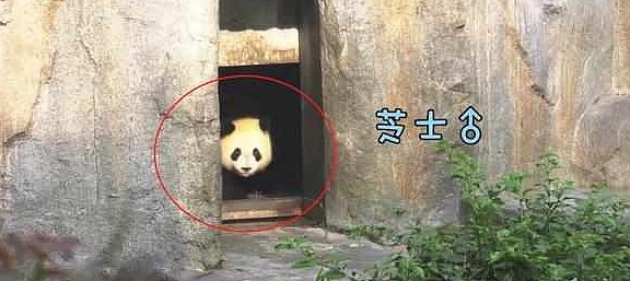 熊猫妈妈正睡午觉，一见它便逃跑，网友：这是国宝唯一的“克星” - 3