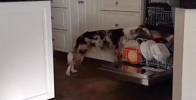 狗狗主动帮忙擦碗碟，这样的舔法，一个碗都不敢用！ - 5