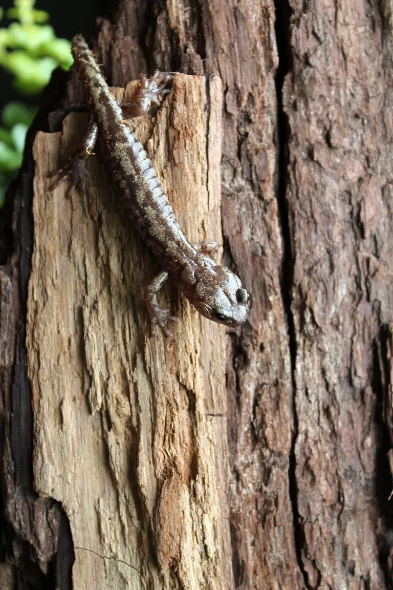 A-vagrans-Salamander-768x1152.webp