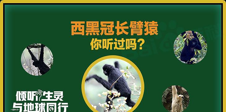 数量比野生大熊猫还稀少，云南启动西黑冠长臂猿种群数量调查 - 3