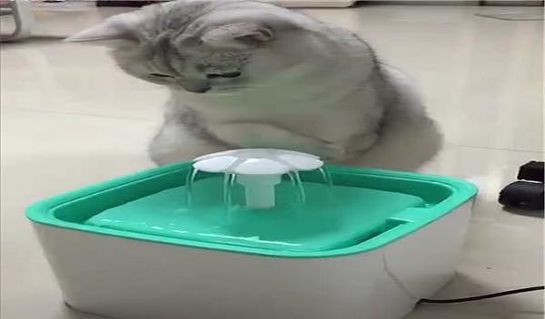 英短第一次用饮水器，只会捞水喝，网友：饮水器都被猫用来洗脚了 - 2