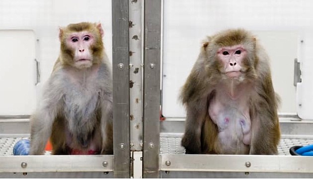 马斯克脑机接口公司Neuralink否认虐猴：业界通用做法 - 1