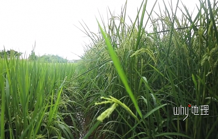 袁隆平梦想成真：2米高巨型稻在重庆试种成功 - 1