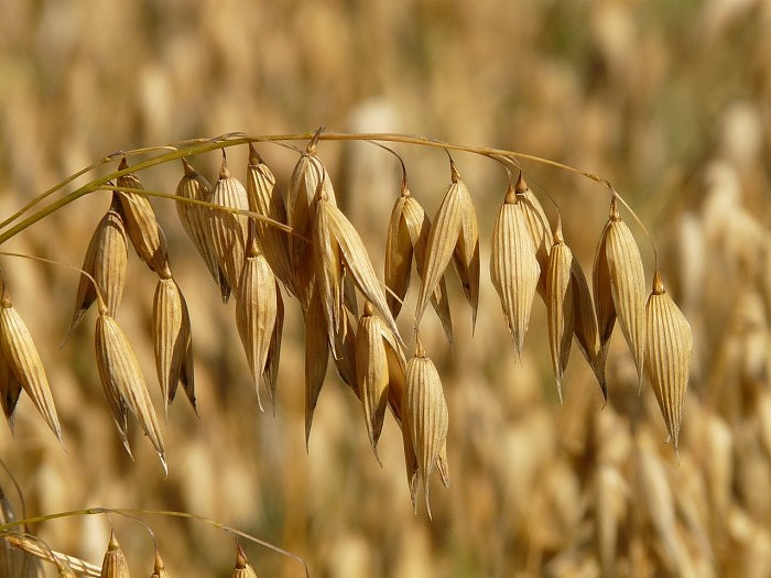 Oats-Grain-Cornfield-Cereals-Oat-Field-Arable-8946.jpg