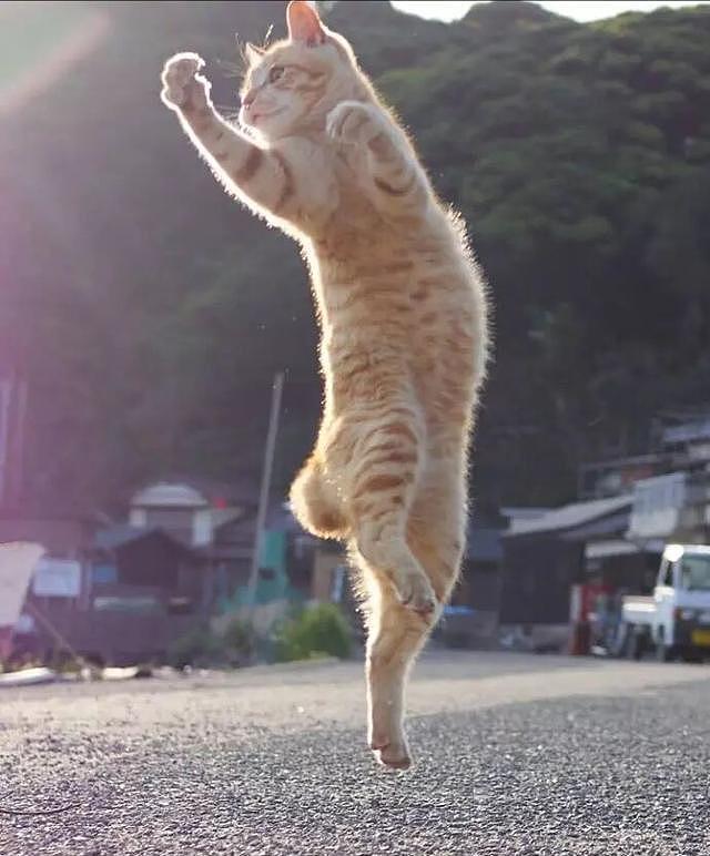 奶奶捡了一只橘猫, 经常带着它去跳广场舞, 1个月后橘猫已然是“村中舞王”! - 3
