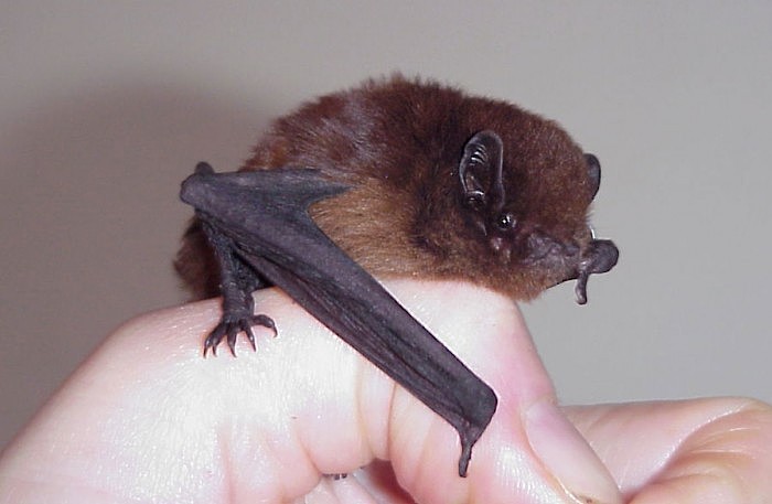 long-tailed-bat-1200.jpg