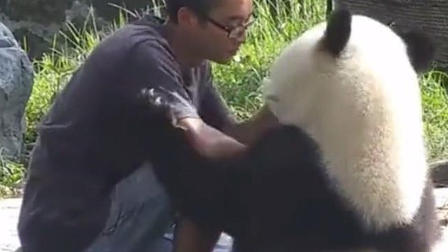 熊猫靠着奶爸吃竹子，却遭到嫌弃，熊猫：伦家是国宝，你还敢推我 - 3