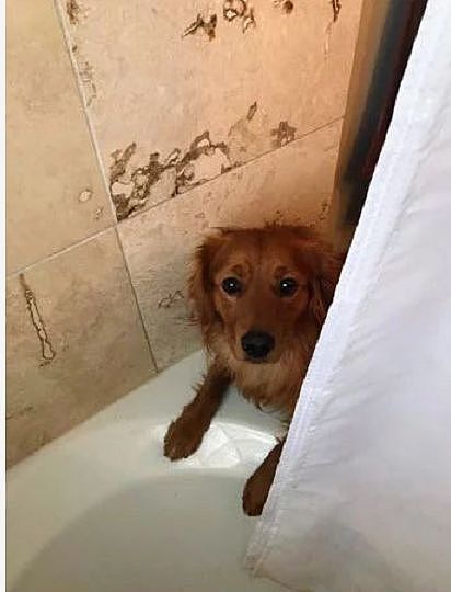 铲屎官去洗澡，狗狗总偷偷跟进去，还叼来玩具…… - 1