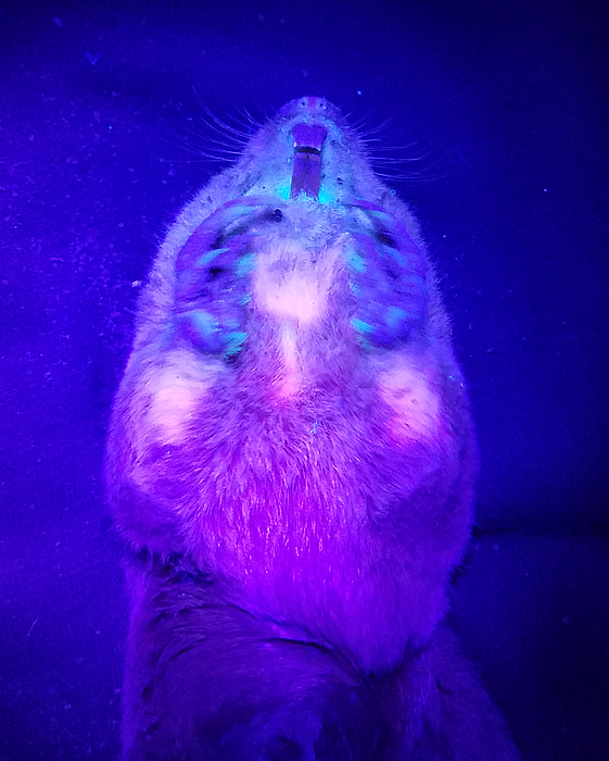 科学家发现袖珍地鼠也具有紫外生物荧光特性 - 1